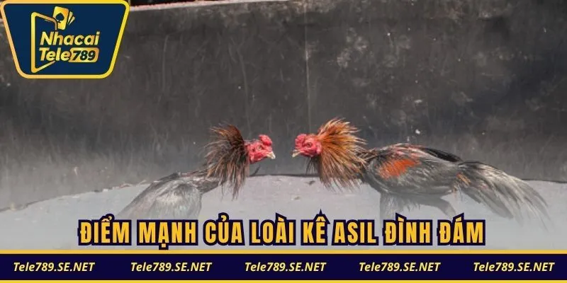 Điểm mạnh của loài kê Asil đình đám