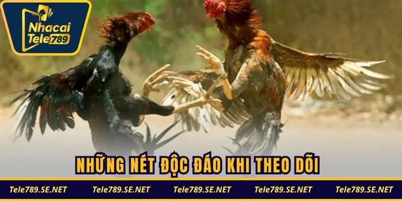 Những nét độc đáo khi theo dõi đá gà cựa dao