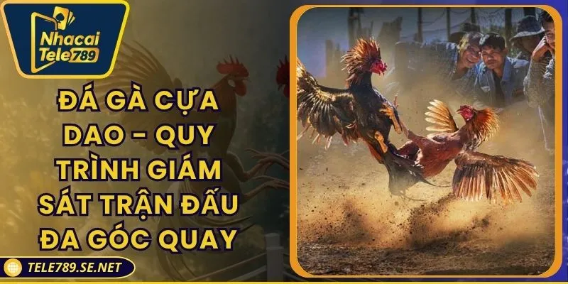 Đá Gà Cựa Dao - Quy Trình Giám Sát Trận Đấu Đa Góc Quay