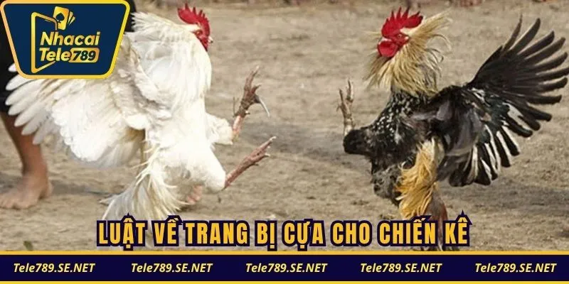 Luật về trang bị cựa cho chiến kê