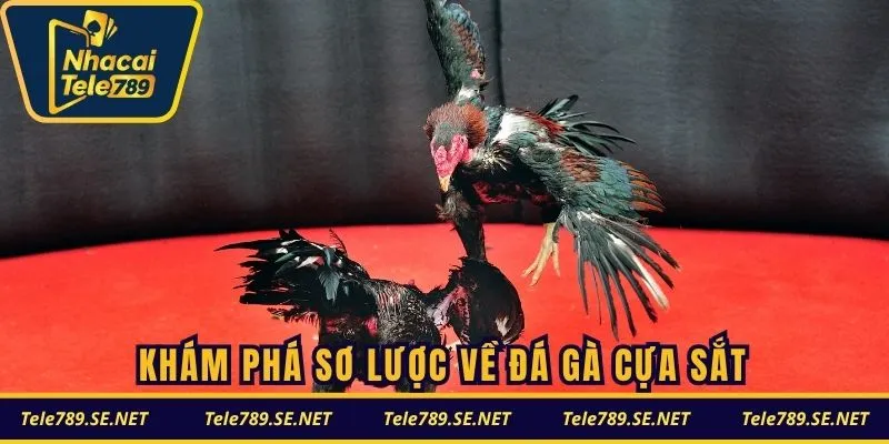 Khám phá sơ lược về đá gà cựa sắt