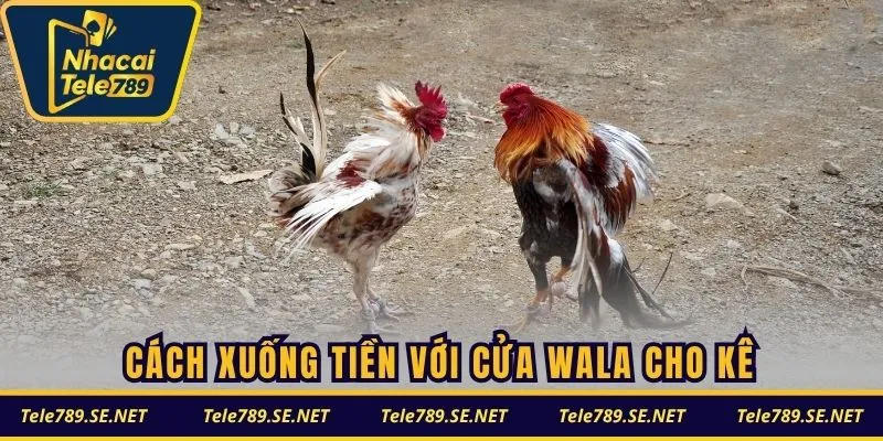 Cách xuống tiền với cửa Wala cho kê