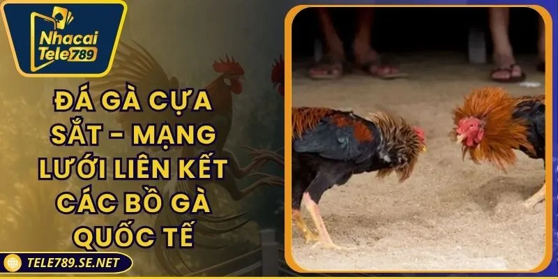 Đá Gà Cựa Sắt - Mạng Lưới Liên Kết Các Bồ Gà Quốc Tế