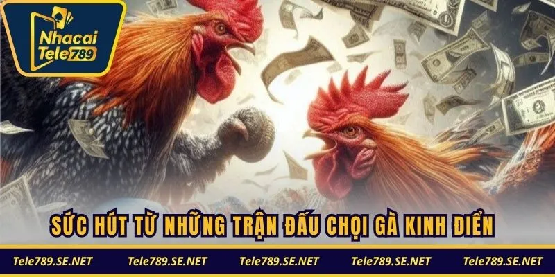 Sức hút từ những trận đấu chọi gà kinh điển